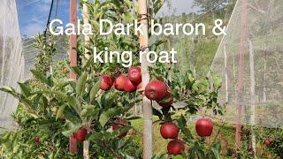 Gala Dark Baron & King Roat. 12 july 2023. 5500 ft elevation.