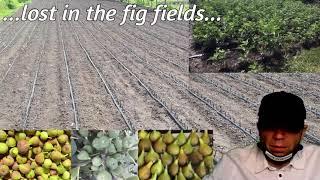 Fig channel. Fig growing. Best figs. Welcome video. #fig #ficuscarica