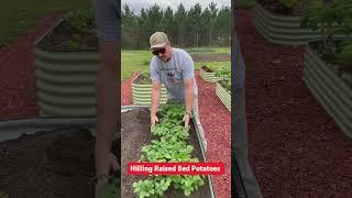 Hilling Potatoes in Raised Beds