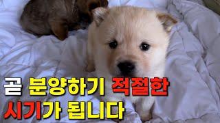 2마리의 강아지가 곧 분양 적정 시기가 됩니다. | 진돗개 황구, 백구 강아지 | 황대호 & 탄순이의 자견 강아지