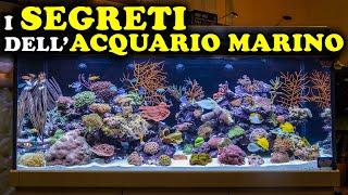 I SEGRETI DELL'ACQUARIO MARINO: UNA GUIDA PER PRINCIPIANTI - VITA ANIMALE