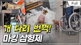 [Full] 세상에 나쁜 개는 없다 - 개 다리 번쩍! 마킹 삼형제