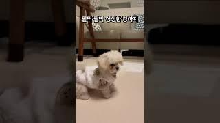 싱싱한 강아지 #강아지 #말티푸 #멍미르 #강아지훈련 #돌아훈련 #short #shorts #shortvideo