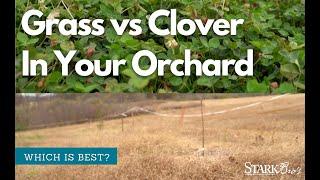 Clover or Grass in an Orchard?