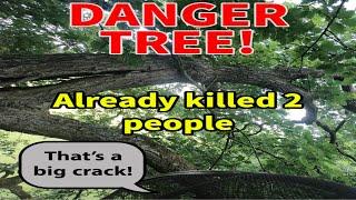 This tree killed two people!