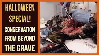 Conservation from Beyond the Grave - HALLOWEEN Special