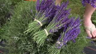 Lavender harvest at Moore Manor Lavender