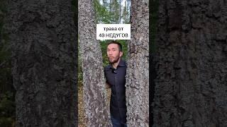 Угадай траву от 40 недугов #травы #лекарственныерастения #травник #дикоросы