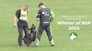 Winner of BSP 2024 - Chapa vom Drachenwolf - Protection 97p