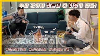 [SOON] 외부 소리, 외부인, 산책시 짖음이 있는 강아지 교육하는 법!
