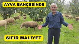 SIFIR MALİYETLE KOYUN BAKIYOR (Ayva Bahçesinde 10 Ay Otlatıyor)