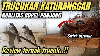 Review !!! Ternak TRUCUKAN KATURANGGAN baru 3 Minggu bertelur‼️