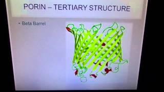 Protein Presentation: Porin