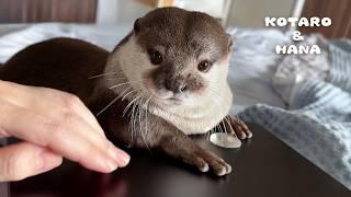 Der Otter benutzt meinen Laptop wie einen Airhockey-Tisch