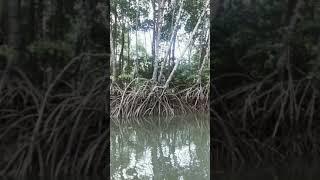 Mangrove fishing at Andamans, by Baits and Bites