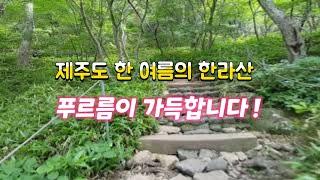 멋진풍경 최고의풍경 신비한풍경 화려한풍경 멋진제주도여행 여름등산 한라산나무 멋진추억 멋진데크길 여름한라산 등산고생 옛날추억