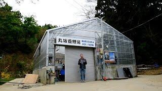 Modern Koi Blog #961 - Niigata Spezial: Marusaka Koi Farm