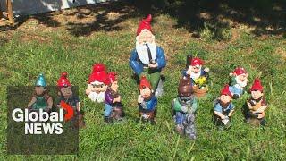 The gnomes came home! Stolen garden ornaments returned, freshly painted in Kelowna, BC