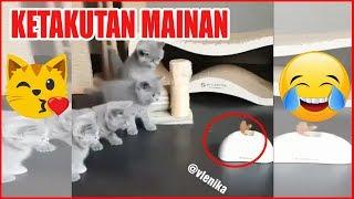 KOCHENG OREN | Kumpulan video tahan tawa 10 MENIT! Video Kucing Ngakak