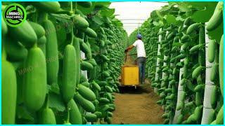 The Most Modern Agriculture Machines That Are At Another Level, How To Harvest Cucumbers On Farm