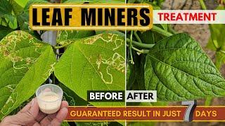 BEST Insecticide for Leaf Miners Treatment & Control | Organic+Chemical | KILL Leaf Miners in 7 Days