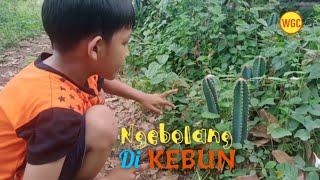 Ngebolang dikebun  #sibolang #ngebolang #kebun #biarviral #videoviral #bocahpetualang #bocil