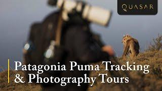 Puma Tracking in Patagonia & Photography Tours