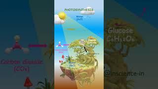  Watch Photosynthesis in Action! #Photosynthesis #AutotrophicNutrition #InScience #PlantNutrition