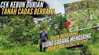 Cek Durian Tanah Cadas Berbatu Daunya Ada Yang Kuning Rontok..‼ Ini Caraku Mengatasi 