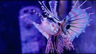 Update On My New Dwarf Lionfish