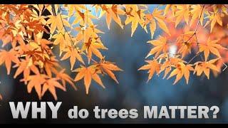 Why Trees Matter