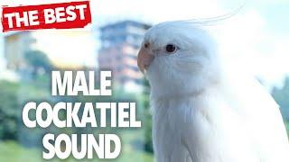 MALE COCKATIEL SOUNDS: The Cockatiel Flock Call-Cockatiel Singing