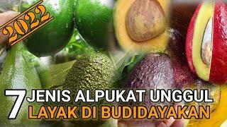 7 BEST TYPES OF AVOCUTE IN INDONESIA