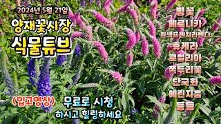 양재꽃시장 식물튜브 어떤 식물들이 입고되었는지 시청하시면서 힐링 하세요~ (2024년 5월 21일 화요일) #양재꽃시장 #식물튜브 #월동 #관엽 #식물아빠