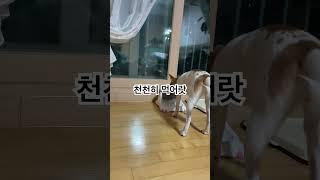 사료 천천히