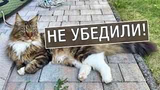 Голливуд совсем заврался! А коты караулят мышь.