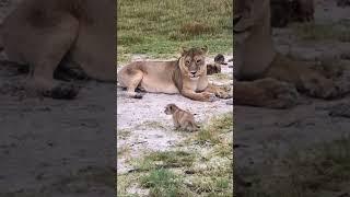 Baby Lion Roars | Lion Cub Roaring | (@Duncsgray/IG)