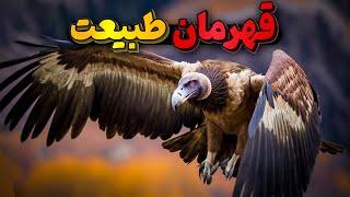 لاشخور یا کرکس، مهمترین پرنده زمین