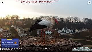 2025 02 27 Storchennest Röttenbach, Guten Morgen, Herr Rötti bei der Nest Inspektion kalt 1°C