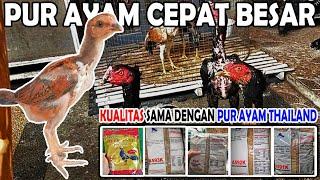 PAKAN PUR AYAM BANGKOK BIAR CEPAT BESAR