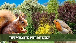 Heimische Wildhecke - Sorten, Ansprüche und Pflanzanleitung