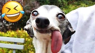 Best Animal Videos 2024  - Funniest Dogs  And Cats  Moments