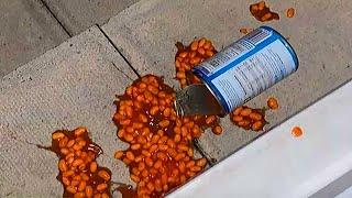 لحظات مضحكة للفاصوليا لحظات مضحكة للفاصوليا لحظات مضحكة للفاصوليا