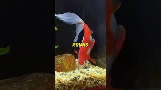 The Beauty of the Comet Goldfish