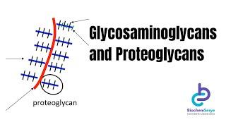 Glycosaminoglycans/Proteoglycans - Biochemistry