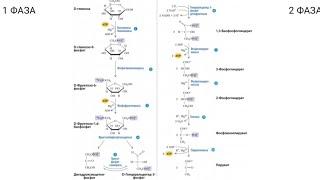 Обмен углеводов: гликолиз