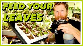 EFFECTIVELY FEED Your Plants with Foliar Spray Fertilizing