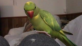 Ricco the green pied talking parrot is in love with his little feather “to cute”