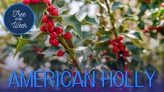 Tree of the Week: American Holly