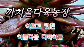 1/14 화요일, 찿아주시는 모든분 진심감사드립니다 ~까치울다육 시흥시죽율로16 010-8648-2718